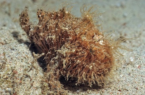 Hairy frogfish crawls over sandy seabed