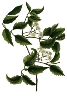 Clematis sylvestris latifolia