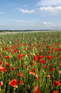 Field with Waldviertel grey poppy