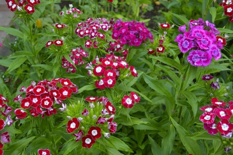 Bearded carnations flowering in the garden