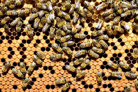 Workers of the honey bee