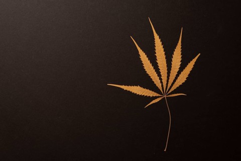 Dried leaf of a hemp plant