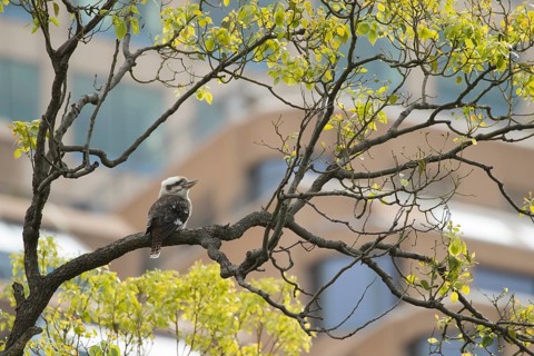 Laughing kookaburra
