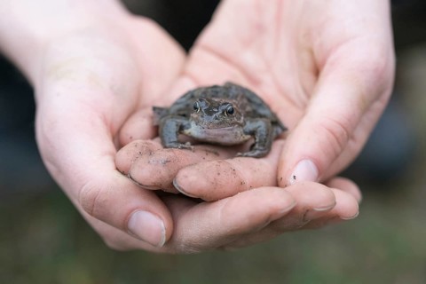Grasfrosch