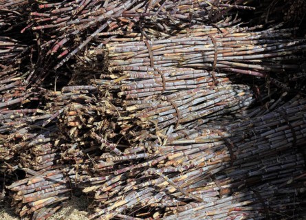 Cut sugar cane