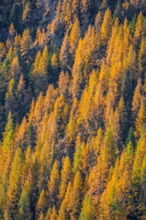 Larch forest in autumn
