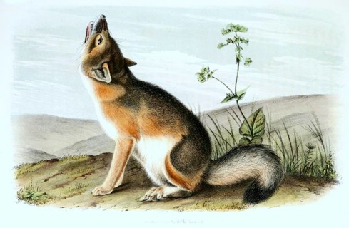 Swift fox