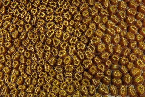 Close-up of opening polyps of great star coral