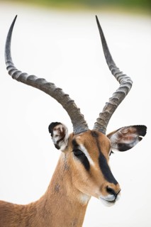 Black-faced impala