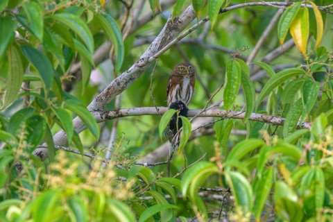 Ferruginous pygmy owl