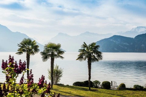 Palms on the Lake