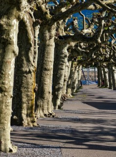 Chestnut trees