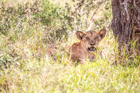 Lion