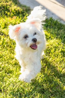 Adorable maltese puppy playing in the yard