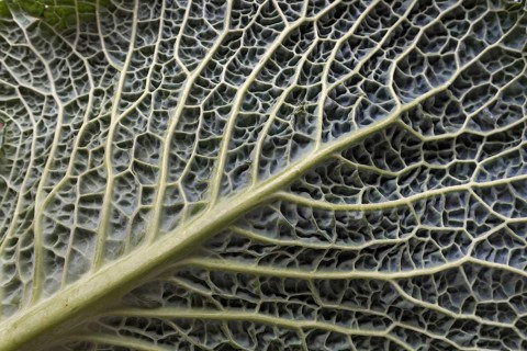 Leaf structure of a vegetable cabbage