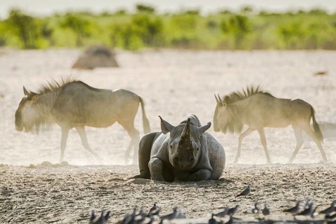 Black rhinoceros
