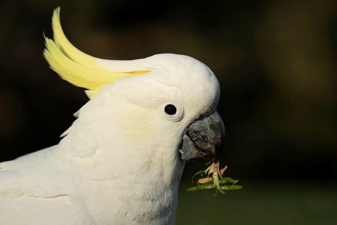 Sulphur-crested cockatoo