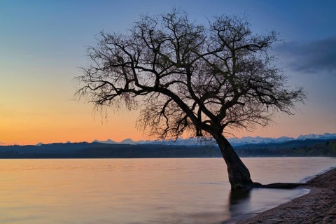 Blattloser Baum am Murtensee in der Daemmerung