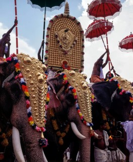 Caparisoned elephants in Pooram festival