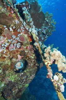 Diver in wreck of tugboat on Abu Galawa reef looks through porthole at coral
