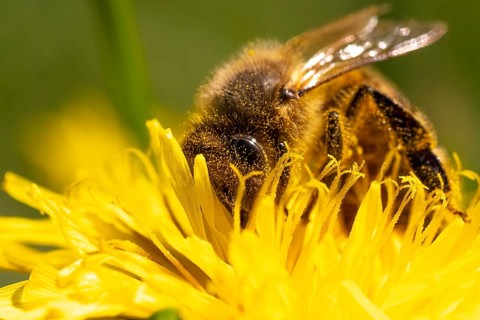 Detail closeup of honeybee