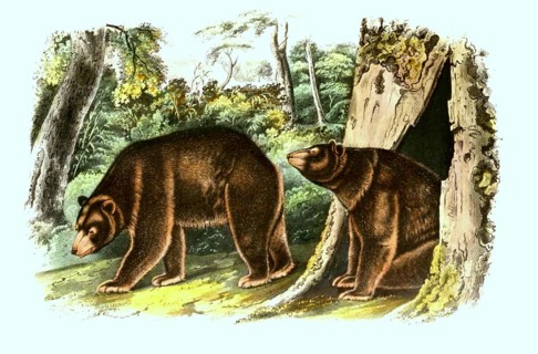 Cinnamon bear