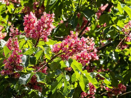 Red-flowered Horse Chestnut