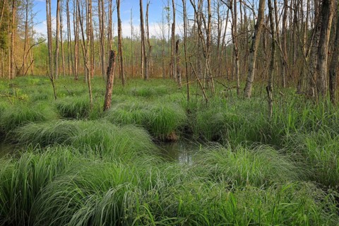Sedge bulrushes