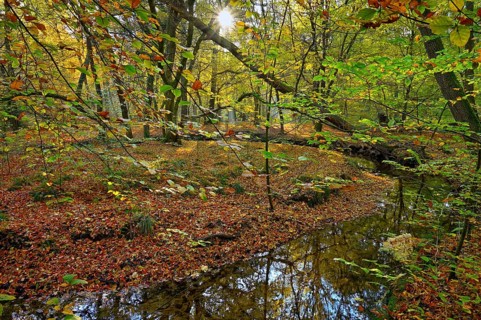 Rotbach in the autumnal Hiesfeld Forest