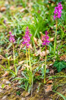 Early Purple Orchid