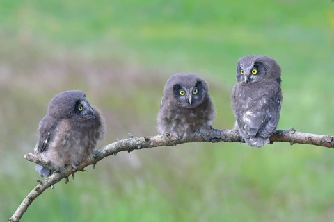 Tengmalm's Owl