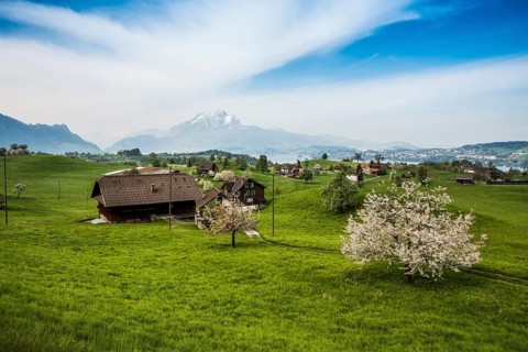 Panorama with cherry trees and mountains