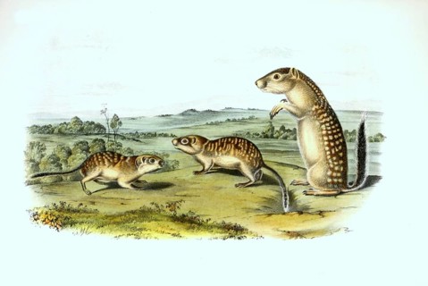 Mexican ground squirrels