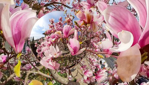Magnolia tree
