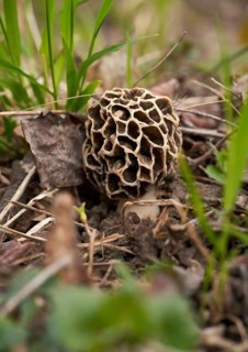 Grey edible morel