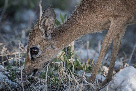 Kirk dikdik or kirk's dik-dik