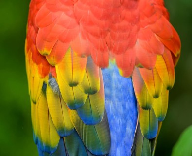 Scarlet macaw
