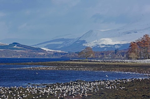 Voegel auf einem Strand vor dem tief verschneiten Ben Nevis