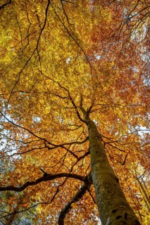 Yellow beech tree
