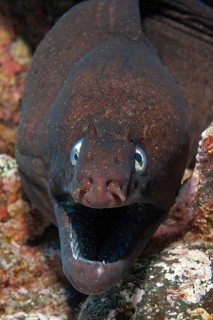 Close-up of head of black moray eel