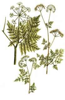 Cerefolium hispanicum