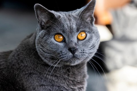 Grey Carthusian cat with yellow eyes