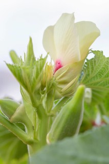 Blooming okra plant in garden