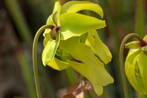 Yellow flower of a pale tube plant