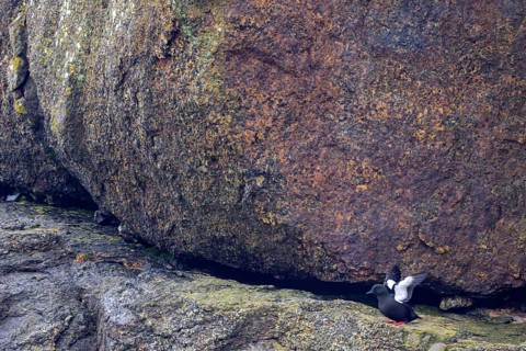 Black Guillemot
