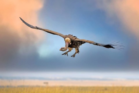 Rueppell's vulture