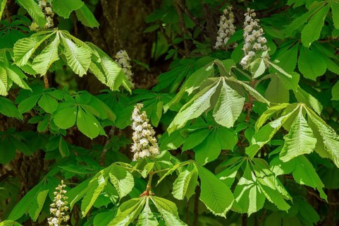 Chestnut blossom