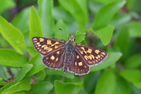 Chequered skipper