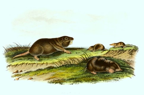 Southern gopher