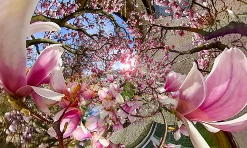 Magnolia tree
